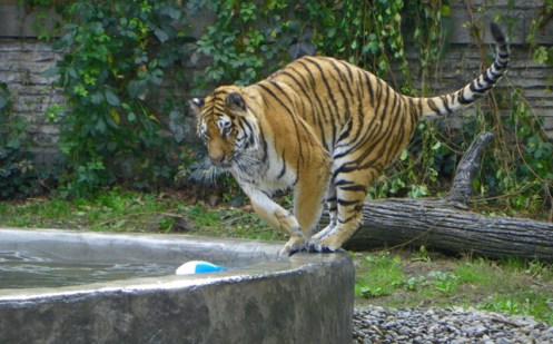 tiger playing 