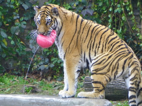 tiger with toy