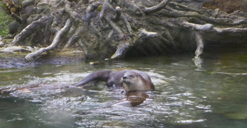 otters