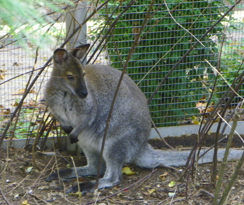 wallaby