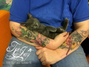 adorable kitty with tattoos