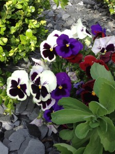 IMG_1926pansies