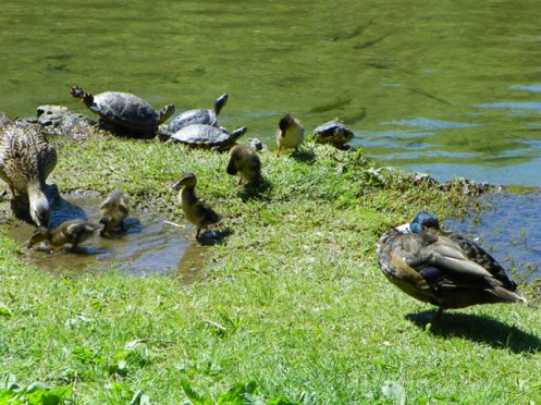 ducks and turtles
