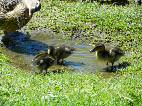 ducklings