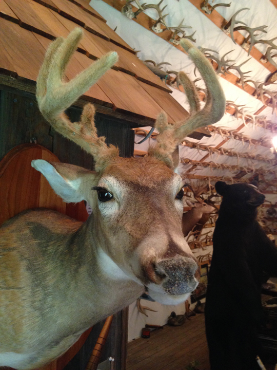 deer mount in velvet
