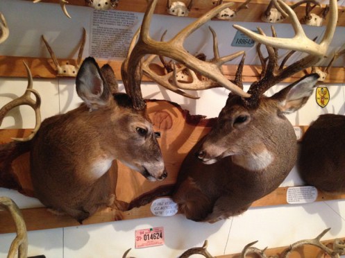 mount of two antlered white tail