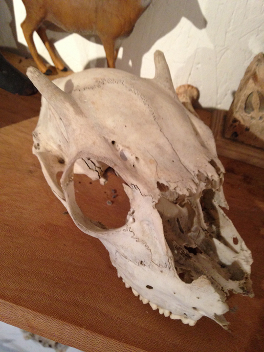 most of button buck skull