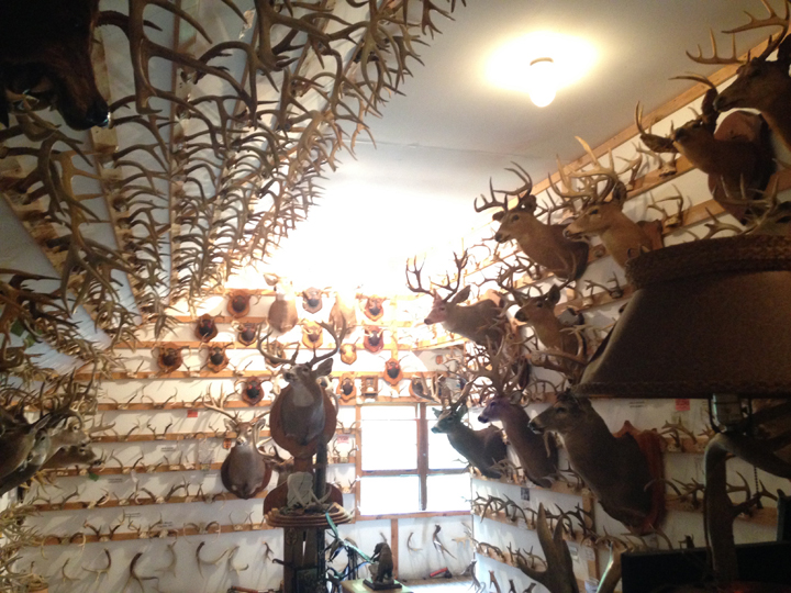 interior shot of the Antler Shed