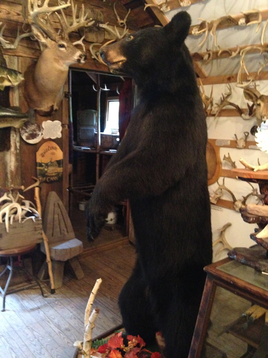 taxidermy bear