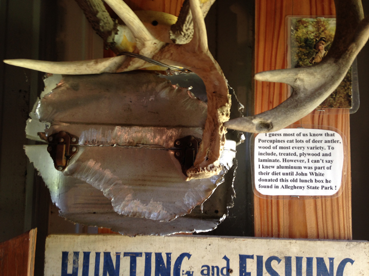 lunch box nibbled on by porcupine