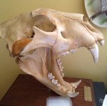 lionskull