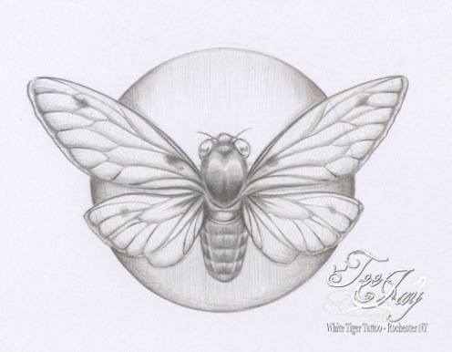 day079silverpointcicada