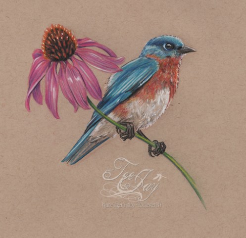blue bird with coneflower