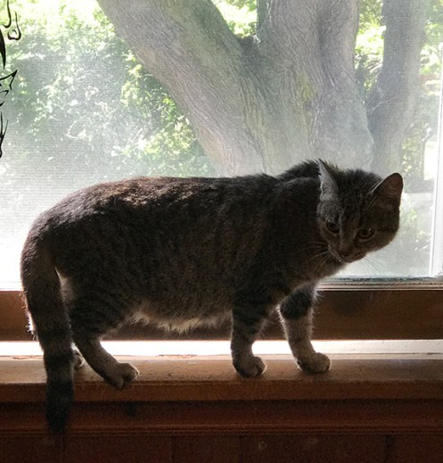 CleoinWindowIMG_0278