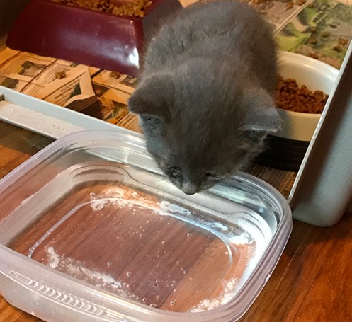 firstdaywaterbowlIMG_1153