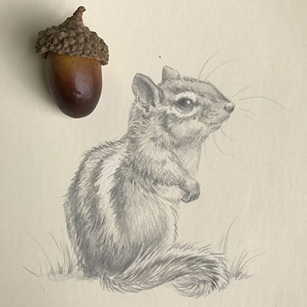 silverpoint chipmunk drawing