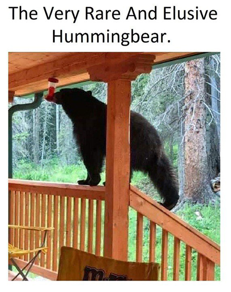 hummingbearmeme